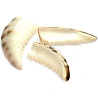 shell Shark Teeth (~3.5-5cm) - f4519