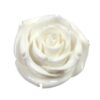 flower 35x20mm polymer white 1-hole - s10266
